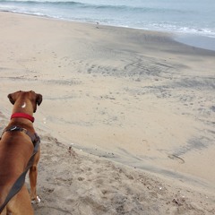 Beatrix Runs (Elizaveta Cover)