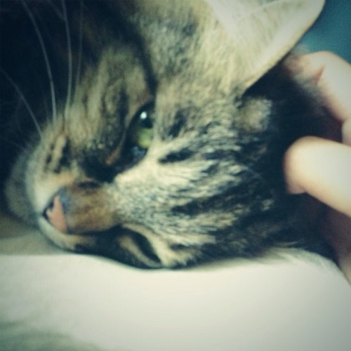 Stream ニャースのうた Cover By Tanokiko Listen Online For Free On Soundcloud