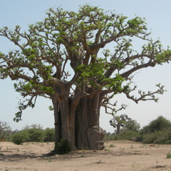 A l'ombre du baobab conte musical / In the shade of the baobab musical tale