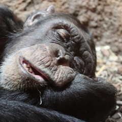 Skinny Chimp After Hours ( DJ James Bowers )