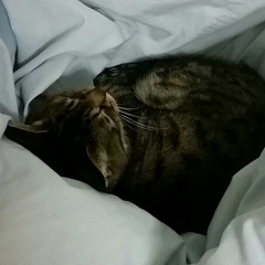 Katze rap