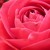 Artwork for Bette Midler  "The Rose"【cover】
