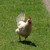 Artwork for Chicken Dance