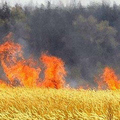 Pendant Que Les Champs Brûlent