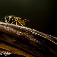 Rona Jandi - Crudo Rap (Hiphop Instrumental)