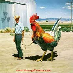 shoutout all the cock