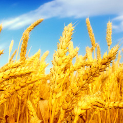 Whole Wheat (original)