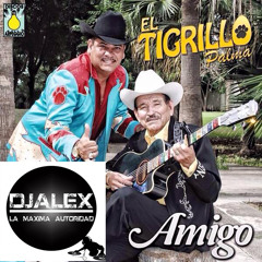 TIGRILLO PALMA ( AMIGO) 2015