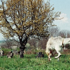 Omodada Nechytaylo Закопали Івана