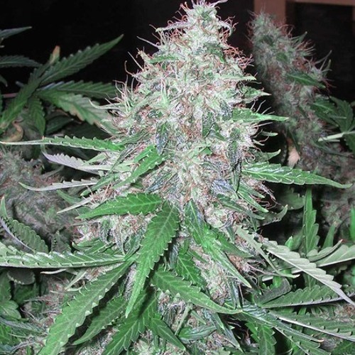 SELER - SKUN MIXER !