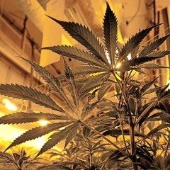 Drogenpolitik Feat. Nico,Jonas