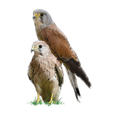 Xoriguer comú | Cernícalo común | Falco tinnunculus