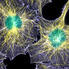 1. Cell Structure