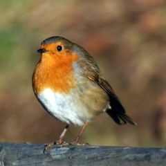 Derek And Clive (and Jim) - Round Robin