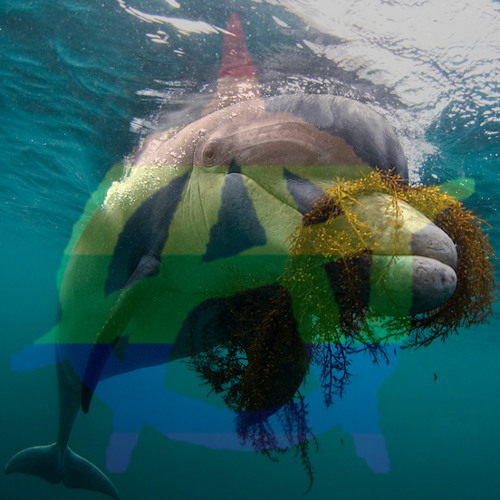 Stream dusty the dolphin says flip the system by sexy baby mice