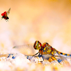 THE BENEVOLENT DRONE by Gopi - Piano themes Pt 1