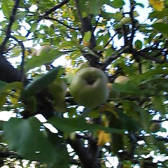 Apple Tree with Dave Bartlett on  vocals. (Press for Lyrics)