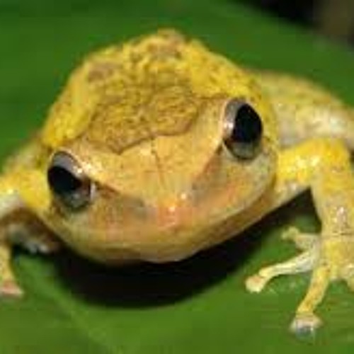 Stream The Coqui Frogs of Puerto Rico Chirping by Eggmen Listen online for free on SoundCloud