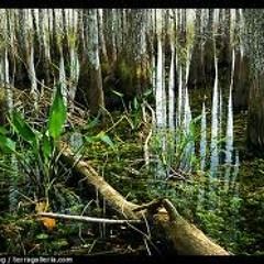 swamp melodies