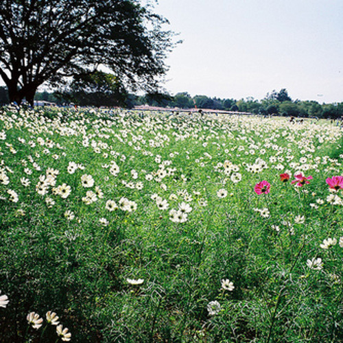 معانٍ مُسعِدة .. !! - راتب النابلسي