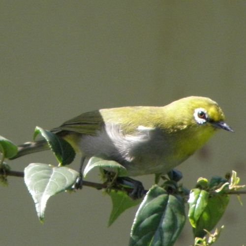 Stream Silent Birds Original Song Lewis Dragisic & Euan Varney by