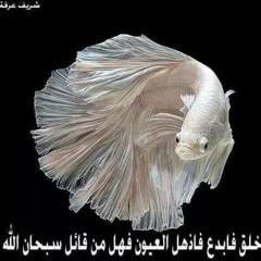 حاجة غريبة  at عبدالحليم حافظ