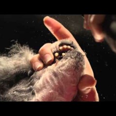 L'avantage Avec Les Animaux C'est Qu'ils T'aiment Sans Poser De Questions