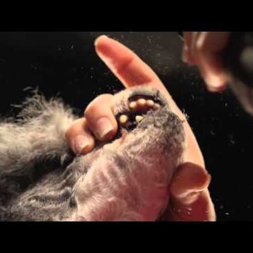 L'avantage Avec Les Animaux C'est Qu'ils T'aiment Sans Poser De Questions