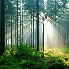 Tchajkovsky Violinconcerto Movement 1 Cadens