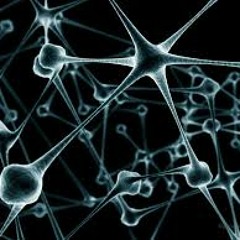 oymo Dexter 163 NN DEMO