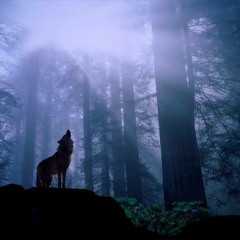 The Wolf Returns