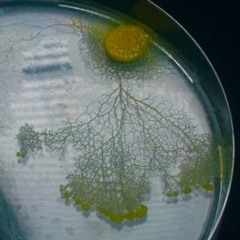 Slime mould_ Day two