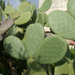 Piri Piri Etniqa - vintage analog recording