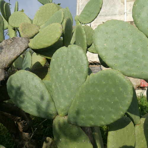 Piri Piri Etniqa - vintage analog recording