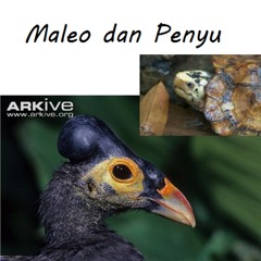 Maleo dan Penyu (Cruisy version)