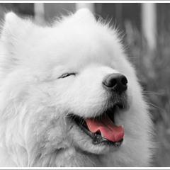 It must have been love (Ukulele Cover)