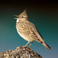Last Night I Heard A Lark Sing