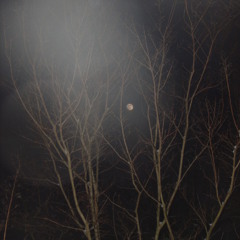 A Beckoning Through Mist