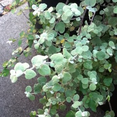 half frank half deck