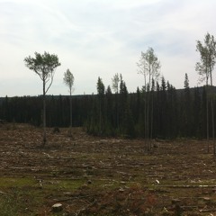 Treeline - Boards of Canada / ximeR5102