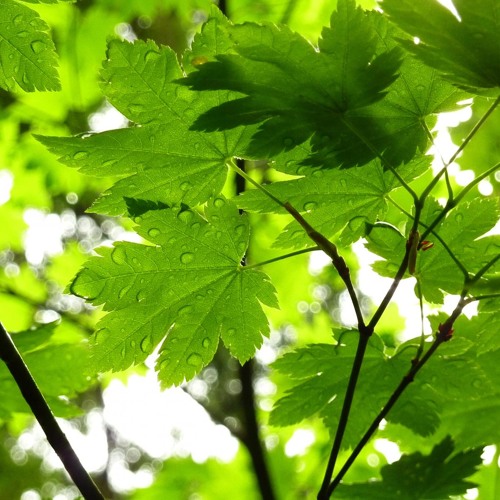 J031 - Maple Leaves (work in progress preview)