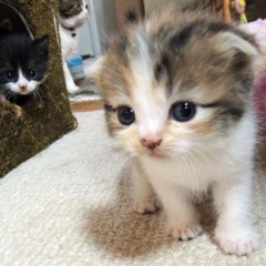 (Recover) Yui - Namidairo2