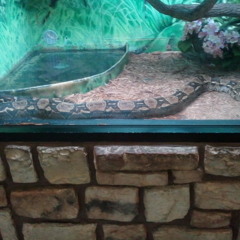 organo musical Costa Caliente arboles de la barranca-en las cantinas