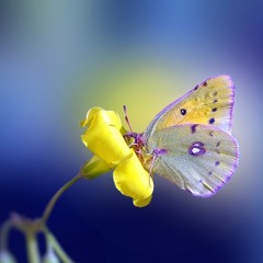 The Butterfly Lovers - Richard Clayderman