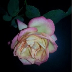 One Step Up/ bruce cover