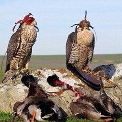 منقيه المخضوبيه اداء حسين الكوري