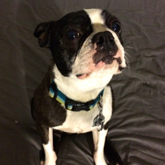 Dexters Song (I'm Not Ready)