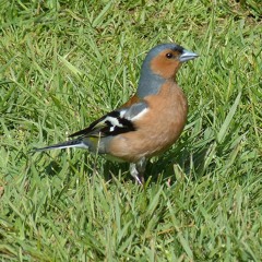 Chaffinch song, Surrey, May 1976