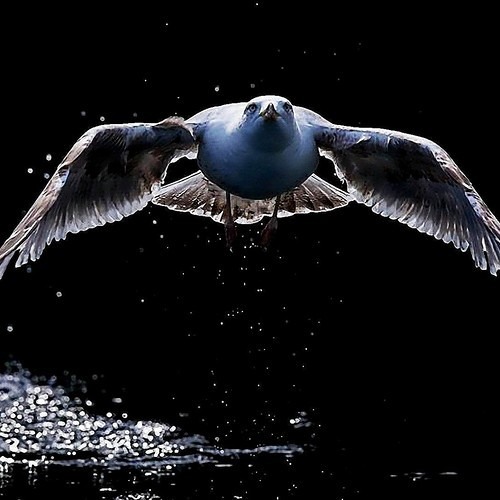 ABspecialC Feat. Elisa Kolk - Öölinnu Lend