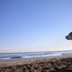 MOA - YOUR AFTERLIFE (The perfect Dog)FREE!!